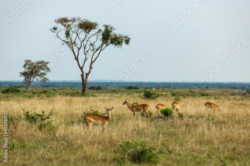 Ugandan kobs in african savanna. Queen Elizabeth National Park  Uganda