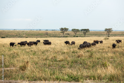 Herd of african buffalos in Queen Elizabeth National Park, Uganda