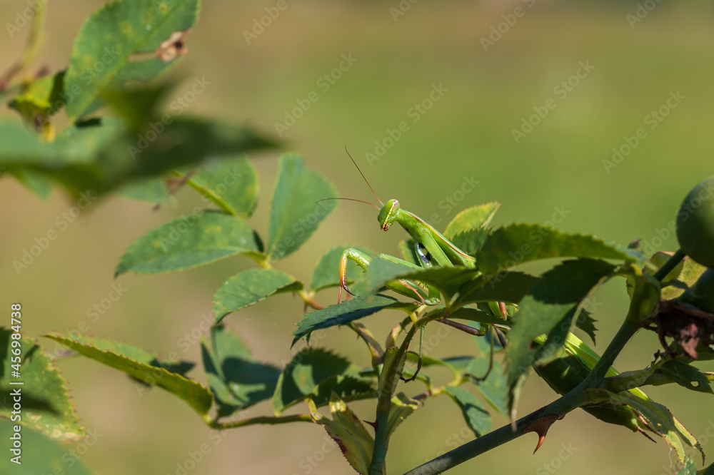 Mantis - Mantis religiosa green animal sitting on a blade of grass. Mantis - Mantis religiosa green animal sitting on a blade of grass.
