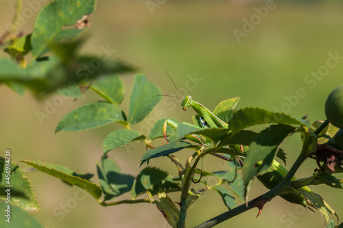 Mantis - Mantis religiosa green animal sitting on a blade of grass.