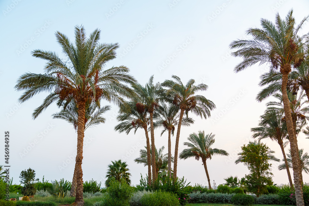 Date palm trees are on the background of the blue sky.