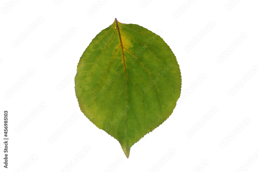 Obraz premium Dying and decaying apricot yellow and green leaf isolated on white