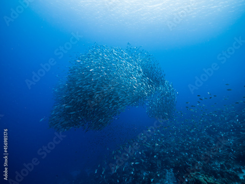 Bait ball, school of fish in turquoise water of coral reef in Caribbean Sea, Curacao