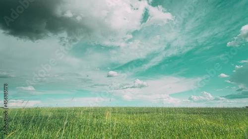 4K Light Blue Toned Sky Above Countryside Rural Field Landscape With Young Green Wheat Sprouts In Spring Summer Cloudy Day. Agricultural Field. Wheat Shoots 4K time-lapse, timelapse photo