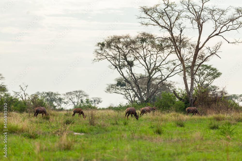 Fototapeta premium Herd of impala antelopes grazing on the grassland of Queen Elizabeth National Park, Uganda