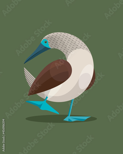 Blue-footed boobies mating dance