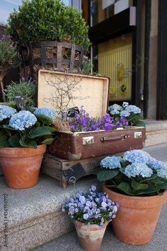 Stylish shop entrance: plant blooming blue flowers hydrangea or hortensia in clay pots and retro suitcase on the porch stairs of the store. Bamberg walk, city street interesting details. Germany