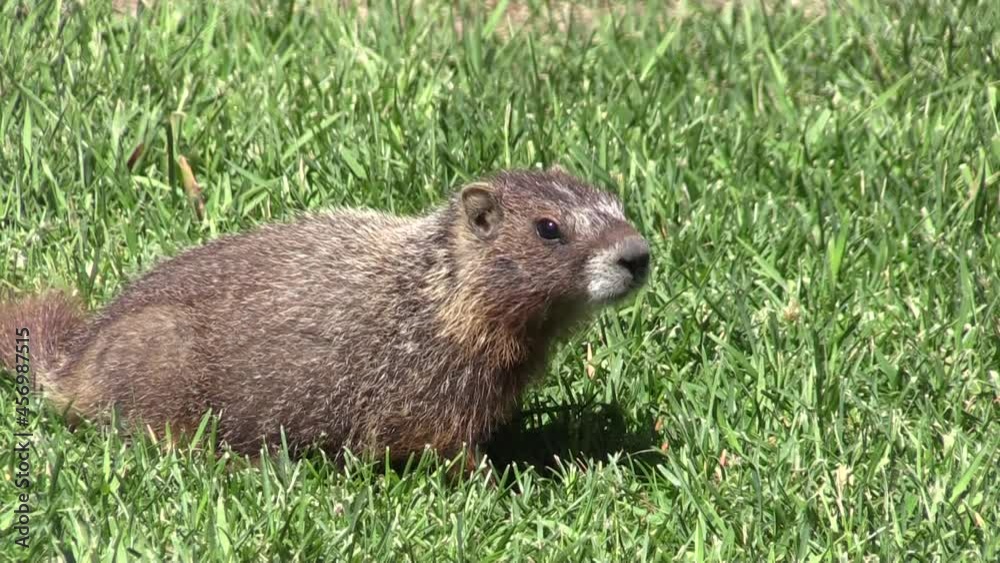 Cute Yellow-bellied Marmot in Idaho Cute Yellow-bellied Marmot in Idaho