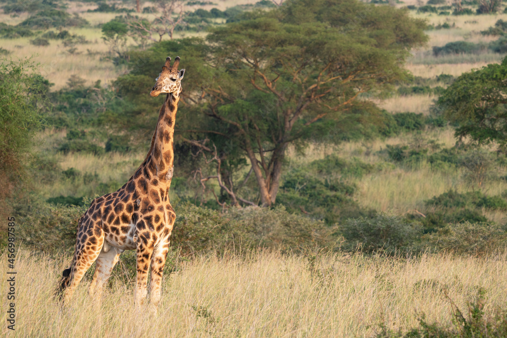 Obraz premium Baringo Giraffe, Giraffa camelopardalis