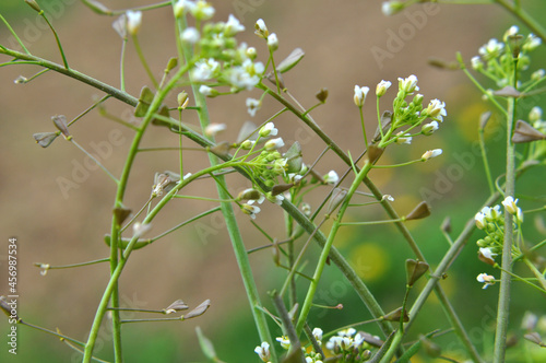 Capsella bursa-pastoris grow in nature photo
