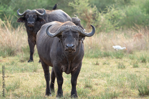 African buffalo  Syncerus caffer