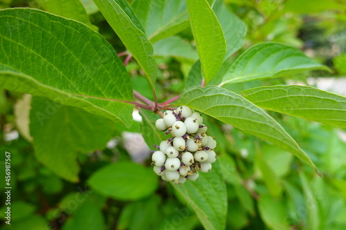 The redosier dogwood is native to North America, with a range that extends over most of the United States from Newfoundland to Mexico, California to Virginia.. photo