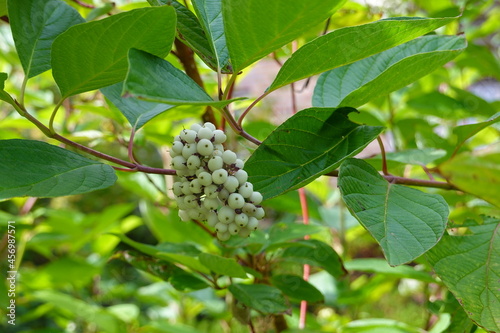 Redosier or red-twig dogwood is a loose, spreading, multi-stemmed shrub. photo