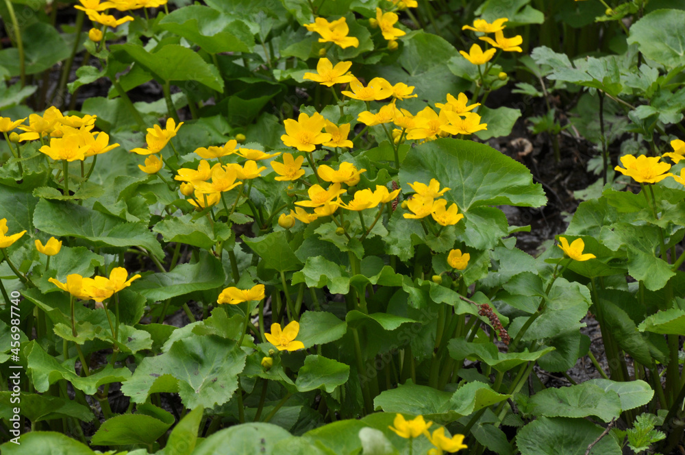 Caltha palustris grows in the moist alder forest Caltha palustris grows in the moist alder forest
