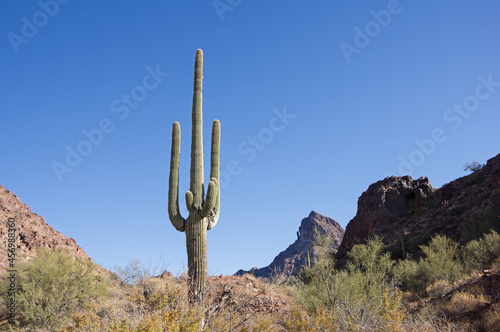 Saguaro Cactus And Signal Peak © Tom