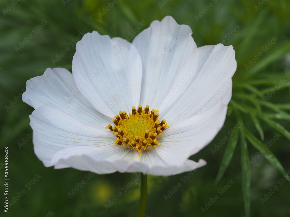 Cosmea sind wunderschön und kommen in vielfältigen Farben und Farbkombinationen vor Cosmea sind wunderschön und kommen in vielfältigen Farben und Farbkombinationen vor