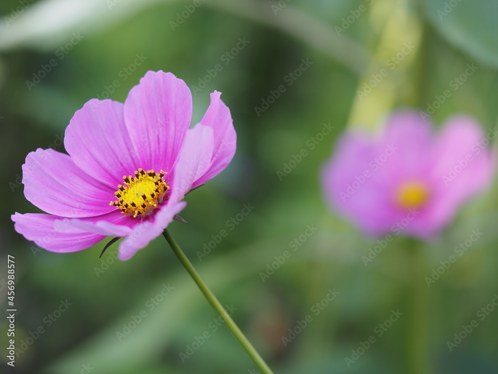 Cosmea sind wunderschön und kommen in vielfältigen Farben und Farbkombinationen vor Cosmea sind wunderschön und kommen in vielfältigen Farben und Farbkombinationen vor