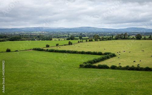 Zigzag Hedge on Cahsel Farmland, County Tipperary