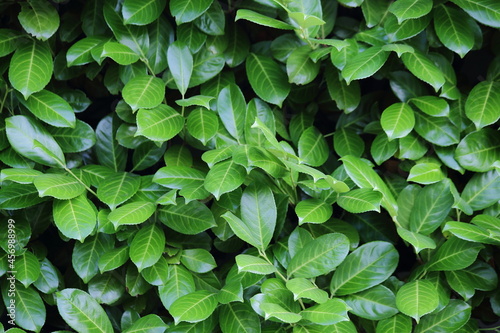 Background of a laurel bush, Laurel leaves, hedge of green laurel bushes. High quality photo