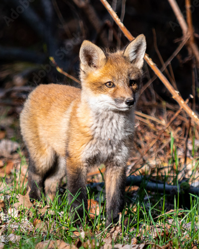 red fox cub in the wild © Mark