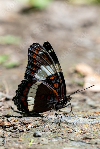 White admiral butterfly on the ground