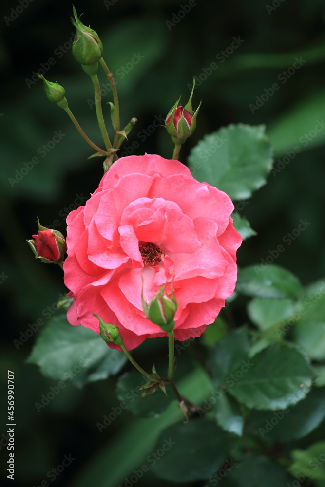 Beautiful pink rose in garden. Floral background. High quality photo Beautiful pink rose in garden. Floral background. High quality photo