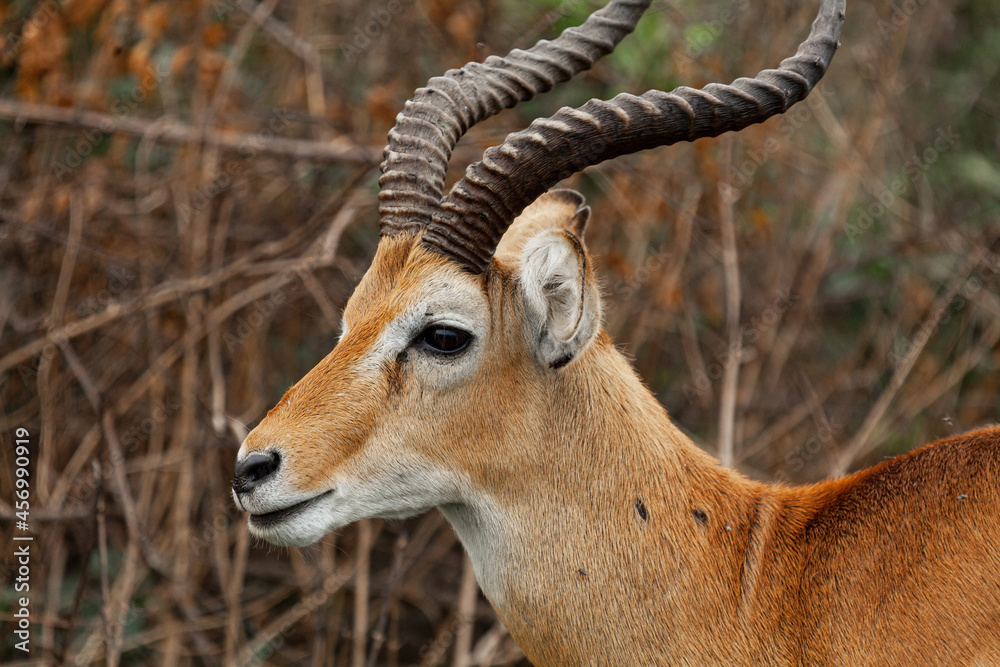 A portrait of a Ugandan kob at Queen Elizabeth National Park, Uganda