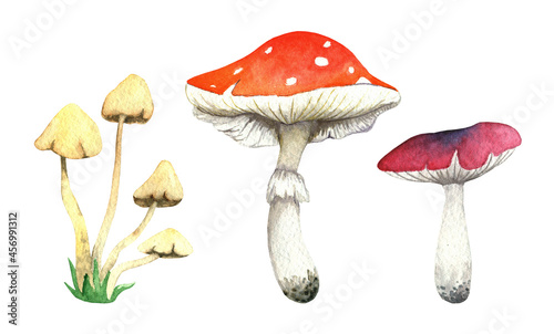 Watercolor elements mushrooms. Amanita, honey mushrooms, russula