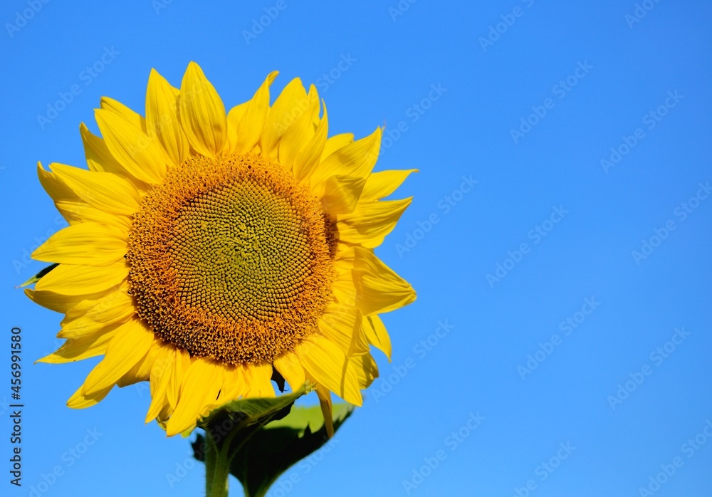 Isolated sunflower on blue sky background with copy space on right hand. Isolated sunflower on blue sky background with copy space on right hand.