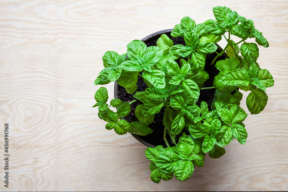 Top view of basil plant. Home-grown organic herbs. Top view of basil plant. Home-grown organic herbs.