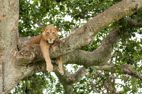 Close-up of a lion resting on the tree. Queen Elizabeth National Park, Uganda © Denys
