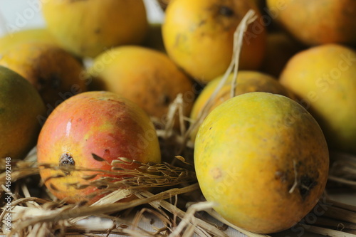 Alphonso Mangoes kept on hay. They are oval in shape and about 4 to 6 inches long. The skin is golden yellow in colour and widely considered to be the tastiest fruit in India photo