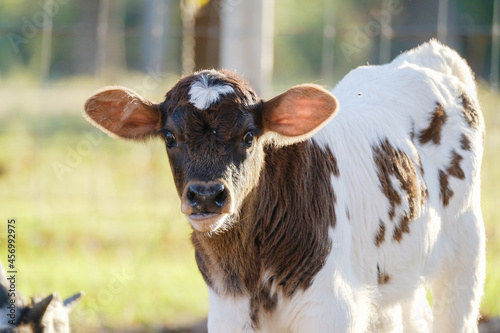 Brown and white spotted calf with ears for hearing concept of young cow looking at camera.