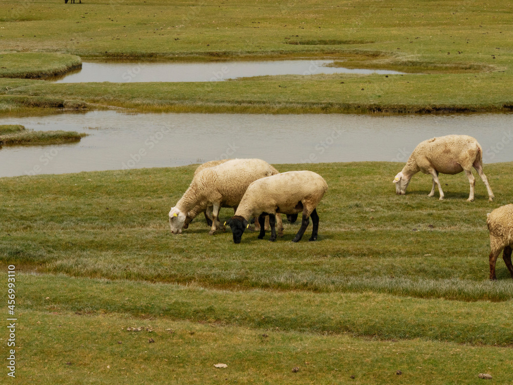 Obraz premium sheep grazing in a field
