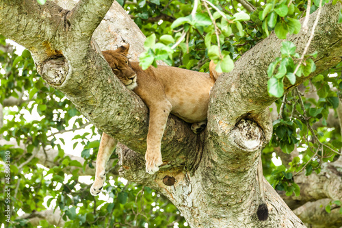 A lioness resting on the tree. Queen Elizabeth National Park  Uganda