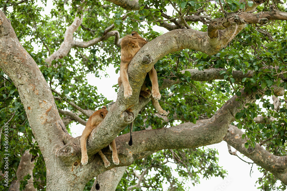 Lions resting on the tree. Queen Elizabeth National Park, Uganda