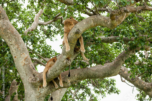 Lions resting on the tree. Queen Elizabeth National Park, Uganda © Denys