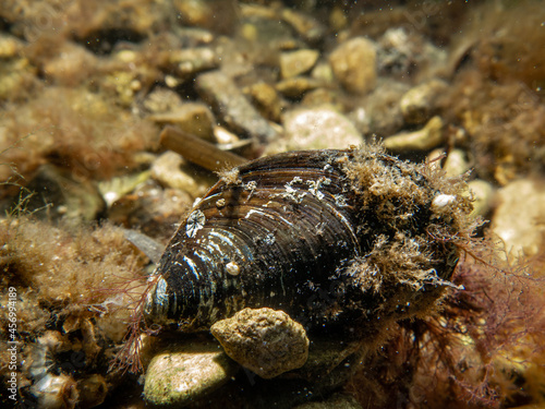 A close-up picture of a blue mussel  Mytilus edulis  in cold Northern European waters