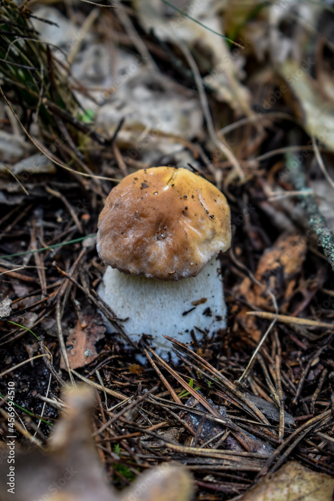 mushroom in the forest mushroom in the forest