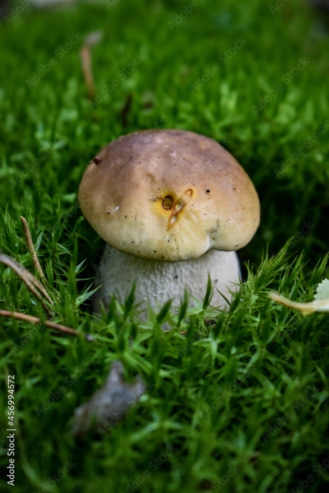 mushroom in the grass mushroom in the grass