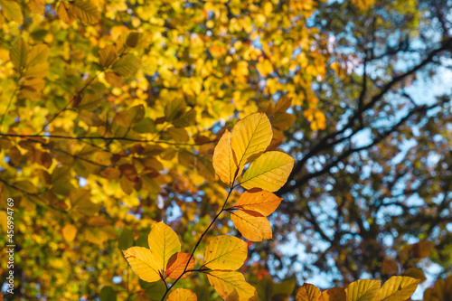 Beech trees autumnal foliage