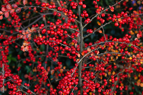Cotoneaster horizontalis red berries