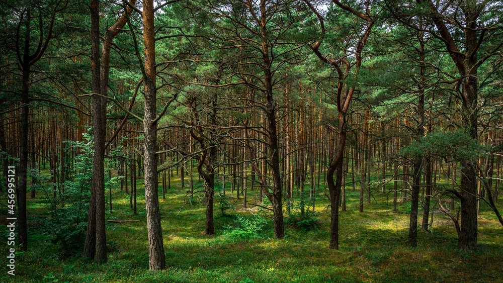 Naklejka premium Forest