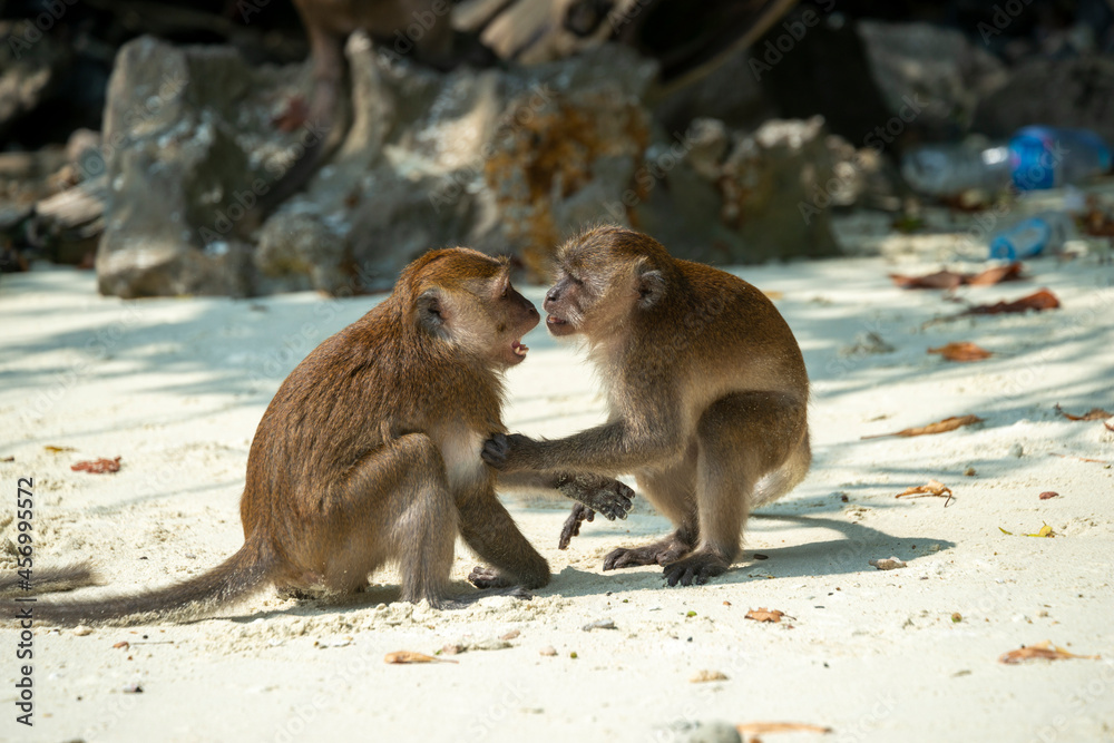 Monkeys arguing on the sand of a beach
