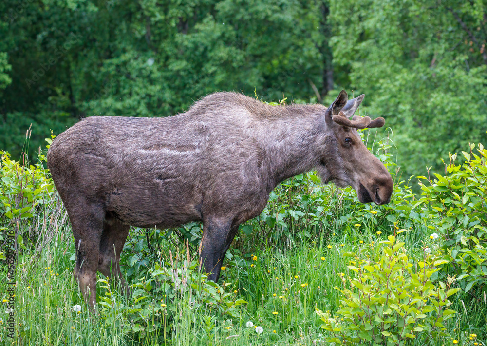 Moose near Anchorage Alaska