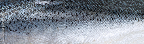Panoramic texture of fish scales (salmon).