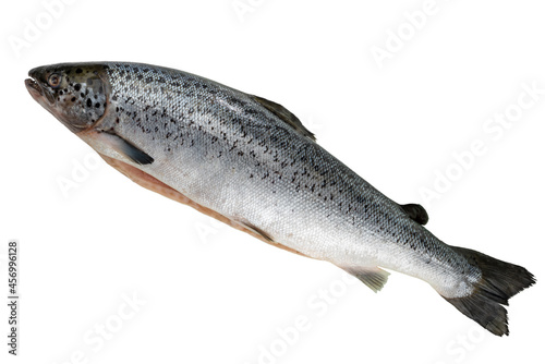 Gutted salmon isolated on white background.