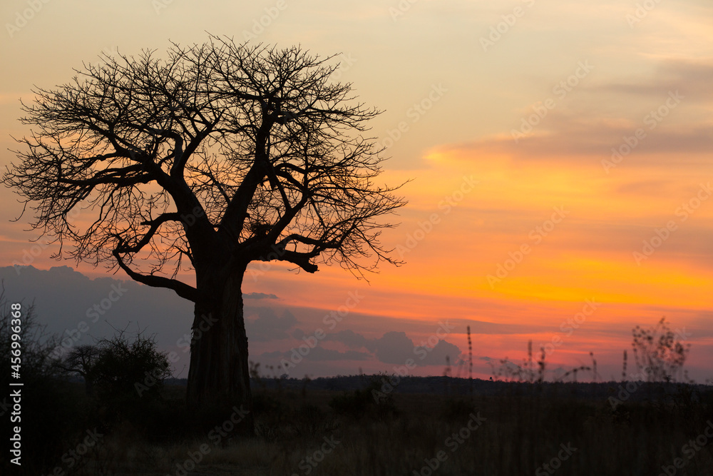 Baobab tree, Adansonia is a genus made up of eight species of medium to large deciduous trees known as baobabs