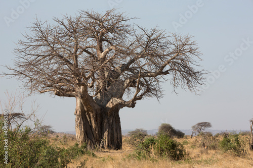 Obraz na plátně Baobab tree, Adansonia is a genus made up of eight species of medium to large de