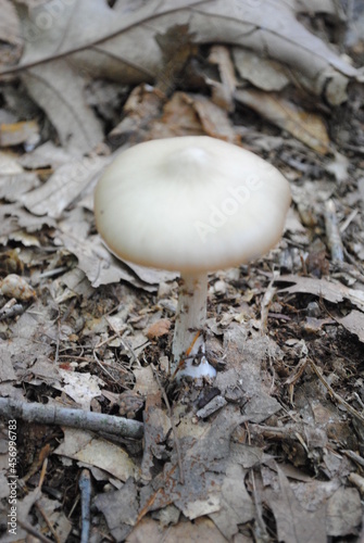 Leucoagaricus leucothites or White Dapperling mushroom fruiting with the cap still slightly curved. photo